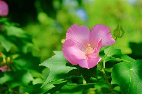 芙蓉種植方法|芙蓉（フヨウ）の育て方｜美しい花を咲かせる栽培の 